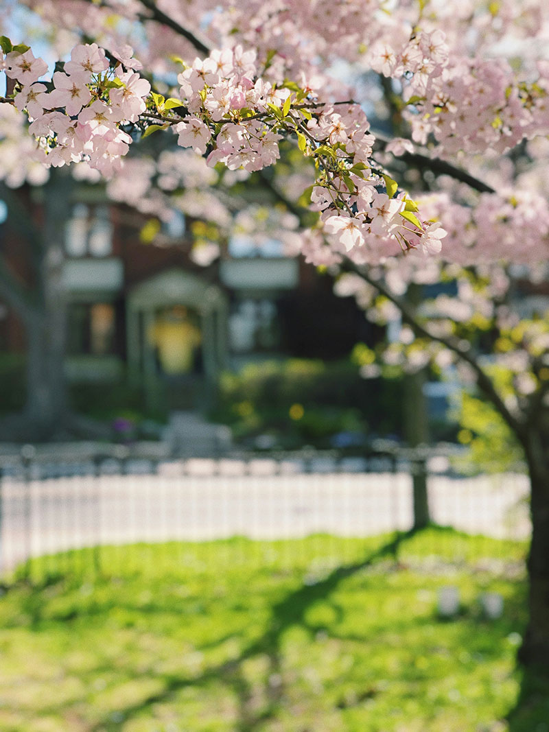 cherry blossoms