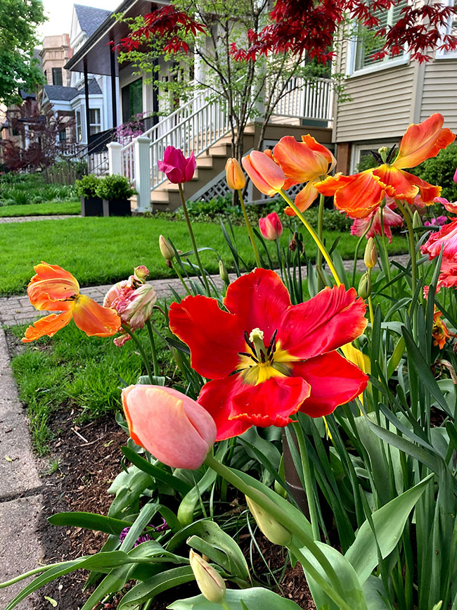 red spring flowers